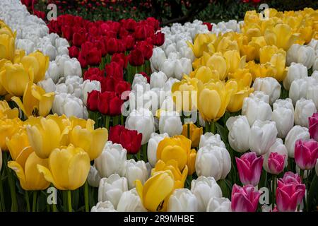 WA23414-00...WASHINGTON - farbenfroher Tulpengarten im RoozenGaarde Tulip and Bulb Farm im Skagit Valley. Stockfoto