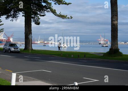 Tauranga Neuseeland - 26 2023. Juni; Blick durch Norfolk-Kiefern am Ufer der Pilot Bay auf beiden Seiten des Hafens von Tauranga Stockfoto