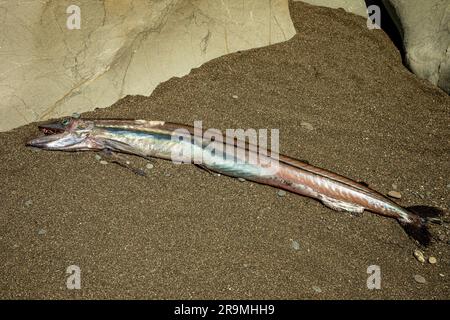 WA23421-00...WASHINGTON - Ein Lancefish, selten gesehen, wie er im tiefen Wasser lebt. Definitiv ein Raubtier, wahrscheinlich in einem Thunfischnetz gefangen und rausgeworfen. Stockfoto