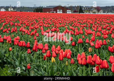 WA23427-00...WASHINGTON - Ein Feld voller Tulpen im Skagit Valley. Stockfoto