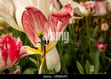 WA23429-00...WASHINGTON - Ein Blütenblatt fehlt, das einen Blick auf das reproduktive Zentrum einer Tulpe öffnet. Stockfoto