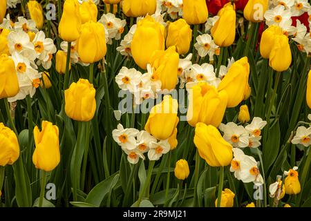 WA23433-00...WASHINGTON - Tulpen und Narzissen in einem gemischten Ausstellungsgarten auf der RoozenGaarde Tulip and Bulb Farm im Skagit Valley. Stockfoto