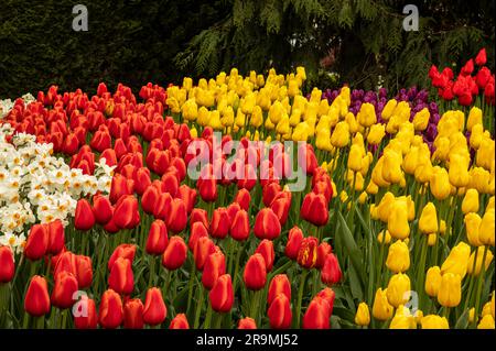 WA23437-00...WASHINGTON - Eine farbenfrohe Ausstellung von Tulpen und Narzissen im Garten in der RoozenGaarde Tulip and Bulb Farm im Skagit Valley. Stockfoto