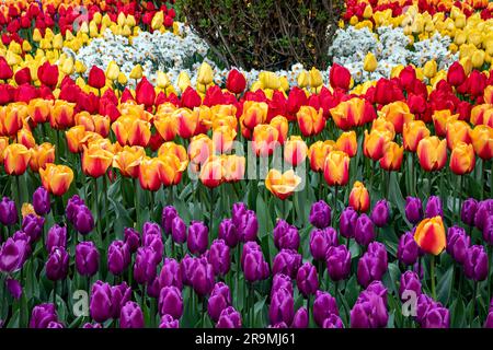 WA23441-00...WASHINGTON - Tulpen und Narzissen in einem gemischten Ausstellungsgarten auf der RoozenGaarde Tulip and Bulb Farm im Skagit Valley. Stockfoto