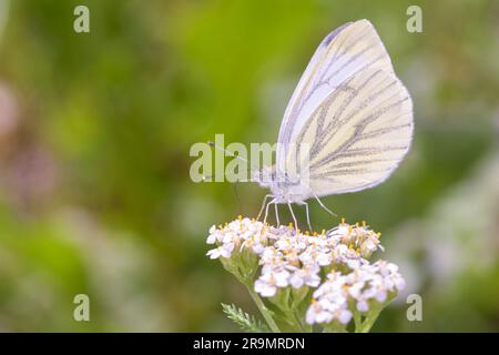 Grüner Schmetterling - Pieris napi - ruht auf gemeiner Schafgarbe, Schafgarbe, Pfeffer des alten Mannes, Teufelsnessel, heilig, Milfoil, die Wunde des Soldaten Stockfoto