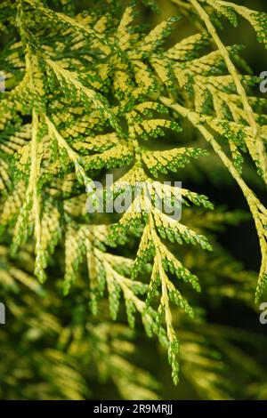 Thuja plicata Irish Gold, Western Red Cedar Irish Gold, immergrüne Koniferen, herabhängendes grünes Laub mit gelben Markierungen Stockfoto