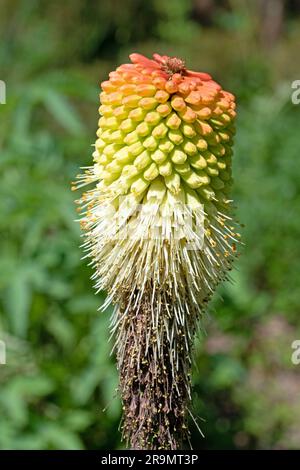 Architekturpflanzen. Roter, heißer Poker. Kniphofia northiae. Frühlingsschluss Stockfoto