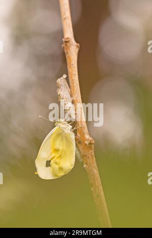 Kohlweiß (Pieris brassicae) فراشة أبو دقيق الملفوف Schmetterling ruht auf einem Zweig, der im April in Israel fotografiert wurde Stockfoto