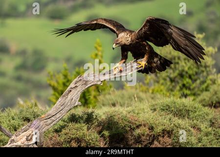 Der Goldadler (Aquila chrysaetos), der in den Pyrenäen in Spanien fotografiert wurde Stockfoto