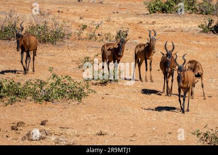 Die rote Hartbeere (Alcelaphus buselaphus caama), auch als Kap-Hartbeest oder Caama bezeichnet, ist eine Unterart des Hartbeests im südlichen Afrika Stockfoto