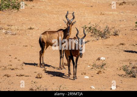 Die rote Hartbeere (Alcelaphus buselaphus caama), auch als Kap-Hartbeest oder Caama bezeichnet, ist eine Unterart des Hartbeests im südlichen Afrika Stockfoto