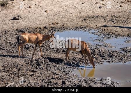 Die rote Hartbeere (Alcelaphus buselaphus caama), auch als Kap-Hartbeest oder Caama bezeichnet, ist eine Unterart des Hartbeests im südlichen Afrika Stockfoto