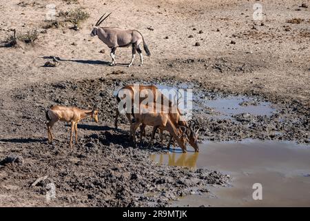 Die rote Hartbeere (Alcelaphus buselaphus caama), auch als Kap-Hartbeest oder Caama bezeichnet, ist eine Unterart des Hartbeests im südlichen Afrika Stockfoto