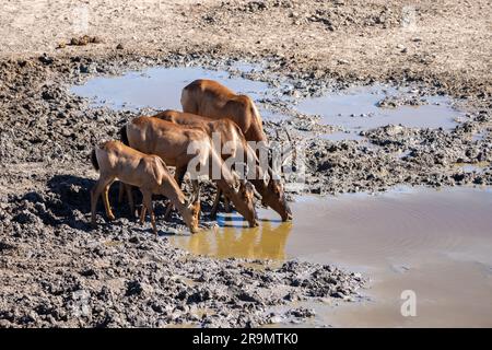 Die rote Hartbeere (Alcelaphus buselaphus caama), auch als Kap-Hartbeest oder Caama bezeichnet, ist eine Unterart des Hartbeests im südlichen Afrika Stockfoto