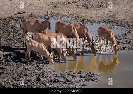 Die rote Hartbeere (Alcelaphus buselaphus caama), auch als Kap-Hartbeest oder Caama bezeichnet, ist eine Unterart des Hartbeests im südlichen Afrika Stockfoto
