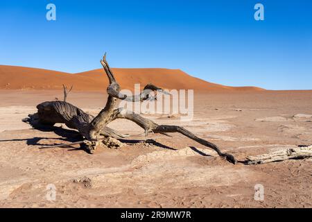 Dead Vlei, mit trockenen 900 Jahre alte Bäume stehen in der salzpfanne umgeben von aufragenden roten Sanddünen. Namib-Naukluft-Nationalpark, Namibia. Stockfoto