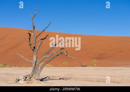 Dead Vlei, mit trockenen 900 Jahre alte Bäume stehen in der salzpfanne umgeben von aufragenden roten Sanddünen. Namib-Naukluft-Nationalpark, Namibia. Stockfoto