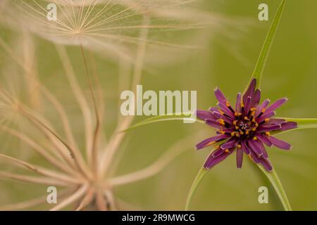 Schwarzwurzeln (Tragopogon coelesyriacus) alias Jack-go-to-bed-at-noon oder violett salsify die einheimische Ausdehnung dieser Art beträgt E0ast t im Mittelmeer Stockfoto