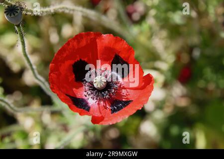 Charleston Farmhouse, West Firle, Lewes, Sussex, Vereinigtes Königreich Bloomsbury Group Stockfoto