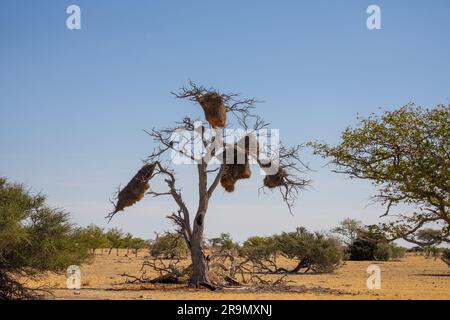 Der gesellige Weber (Philetairus socius) ist eine Vogelart in der Weberfamilie, die im südlichen Afrika endemisch ist. Sie findet sich in Südafrika, Namibia, Stockfoto