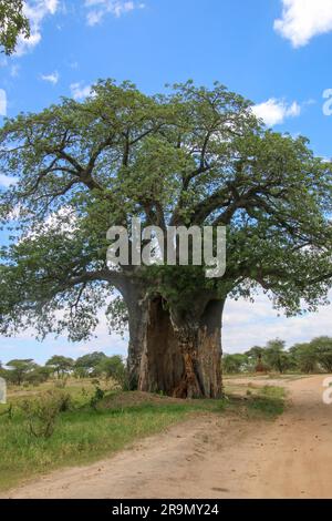 Der Baobab Tree Tarangire National Park ist ein Nationalpark in der Manyara-Region Tansanias. Der Name des Parks stammt vom Tarangire River That cro Stockfoto