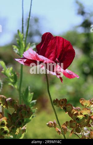 Charleston Farmhouse, West Firle, Lewes, Sussex, Vereinigtes Königreich Bloomsbury Group Stockfoto
