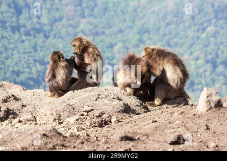 Gelada Forschungsprojekt Simien Berge, Äthiopien Gelada Affen Theropithecus gelada Stockfoto