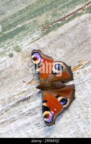 Peacock Butterfly (Aglais io) auf einem Holzzaun Stockfoto