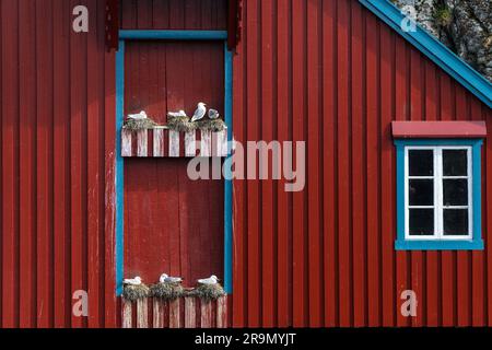 A i Lofoti, Fischerdorf Museum, Lofoten, Norwegen Stockfoto