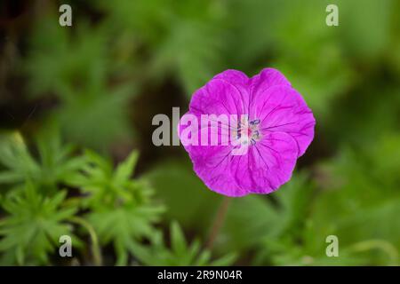 Die Nahaufnahme einer einzelnen Blüte eines Geranium sanguineum, gebräuchliche Namen sind blutiger Kranschein oder blutiges Geranium Stockfoto