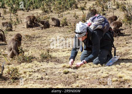 Gelada Forschungsprojekt Simien Berge, Äthiopien Gelada Affen Theropithecus gelada Stockfoto