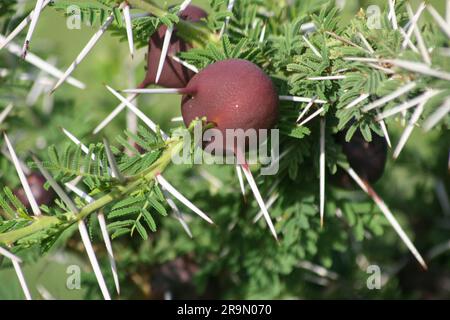 Die Wölbungen an den Dornen der Pfeifdornakazie. Es sind einige schwarze Ameisen zu sehen, zu denen die Pflanze eine symbiotische Beziehung hat. Stockfoto