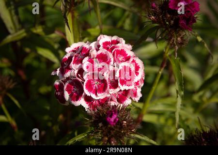 Eine Nahaufnahme eines süßen william, Dianthus barbatus. Es zeigt die Blütenköpfe in Blüte vor einem natürlichen Hintergrund mit Kopierraum Stockfoto