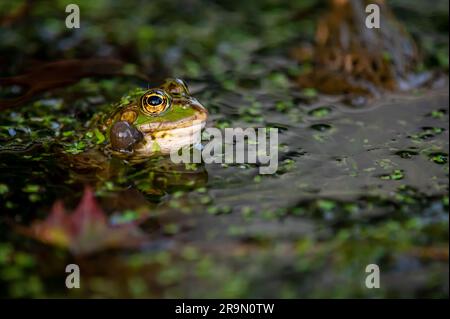 Frosch im Wasser. Ein Poolfrosch weinte mit Stimmbissen auf beiden Seiten des Mundes in Vegetationsbereichen. Pelophylax lessonae. Stockfoto