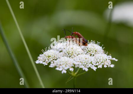 Roter Soldat-Käfer, paarend auf Blumenkopf Stockfoto