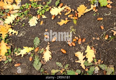 Herbstliche Hintergründe auf dem Waldgrund liegen herbstliche Eichenblätter und reife Eicheln. Quercus robur, gemeinhin bekannt als Petiolateiche, Europäische Eiche Stockfoto