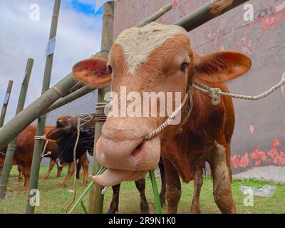 Eine braune Kuh schaut in die Kamera und hält ihre Zunge mit verschwommenem Hintergrund heraus. Selektiver Fokus. Qurban für Eid al-Adha oder wird gewöhnlich genannt Stockfoto