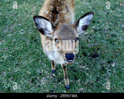 Ein junger sika-Hirsch auf dem Rasen in Nara, japan, der zur Kamera blickt. Stockfoto