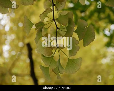 Ginkgo biloba-Blätter werden im Herbst in japan während der koyo-Zeit goldbraun Stockfoto