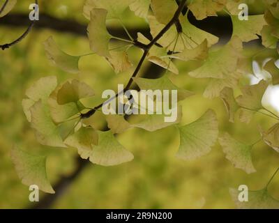 Ginkgo biloba-Blätter werden im Herbst in japan während der koyo-Zeit goldbraun Stockfoto