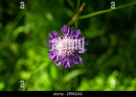 Feine Wildblumen-Ostern echinops auf einer Wiese im Hintergrund, Foto bestehend aus Wildblumen-Ostern echinops bis Graswiesen, Wildpflanzen f Stockfoto