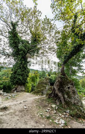 Waldpappel- und Weidenbäume, bedeckt mit Efeu, Thasos Island, Griechenland, perfektes Urlaubs- und Urlaubsziel, Europa Stockfoto