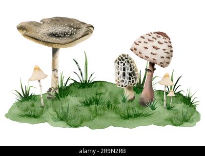 Amanita Panther Kappe giftige Pilze, Kehlkopf und Pilz wachsen auf grünem Hügel mit Grasbeispiel Stockfoto