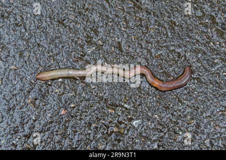 Rote Regenwurm es lebenden Köder für die Fischerei isoliert auf dunklem Hintergrund, Fotografie bestehend aus gestreiften gaunt Regenwurm auf Asphalt, natürliche Schönheit aus Stockfoto