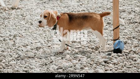 An einem sonnigen Tag ruht sich ein Ingwerhund mit weißen Flecken auf einem Kieselstrand in der Nähe des Meeres aus und wartet auf den Besitzer Stockfoto