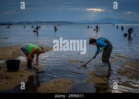 Muschelfischerei, Muschelsammler am Strand von Arenal in der Ria von Arosa in Pobra do Caraminal, Spanien Stockfoto