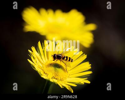 Eine Nahaufnahme einer Biene auf einer atemberaubenden gelben Blume im Garten Stockfoto