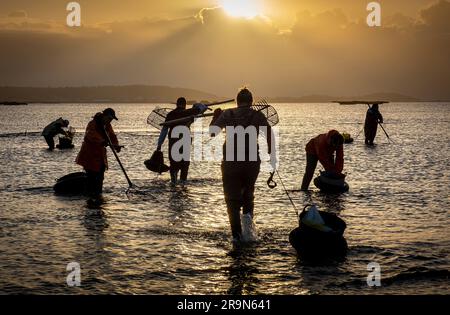 Muschelfischerei, Muschelsammler am Strand von Arenal in der Ria von Arosa in Pobra do Caraminal, Spanien Stockfoto