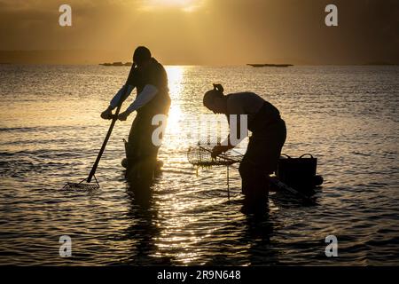 Muschelfischerei, Muschelsammler am Strand von Arenal in der Ria von Arosa in Pobra do Caraminal, Spanien Stockfoto