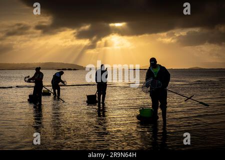 Muschelfischerei, Muschelsammler am Strand von Arenal in der Ria von Arosa in Pobra do Caraminal, Spanien Stockfoto